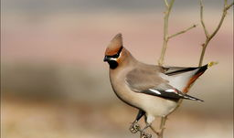 鸟麻豆,探寻神秘鸟类的传奇故事